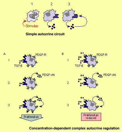 autocrine